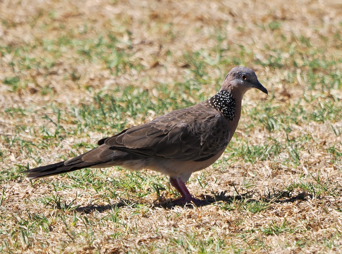 Spotted Dove - ML612372227