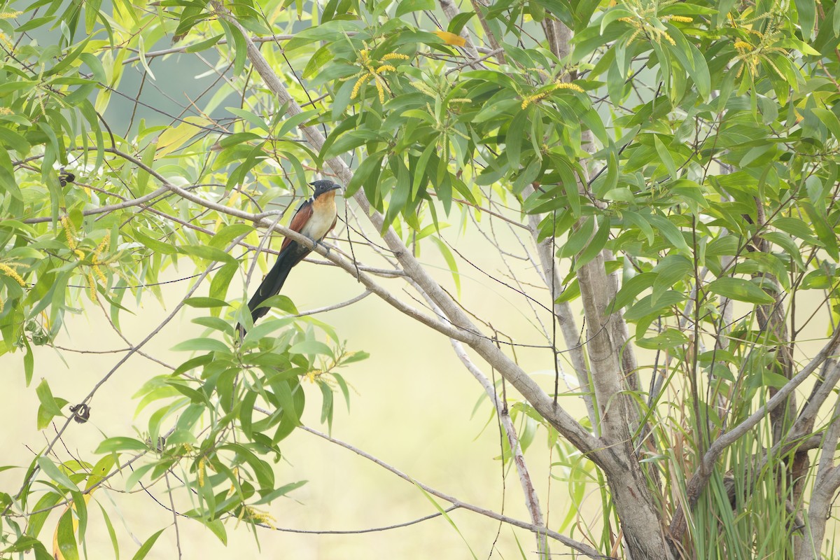 Chestnut-winged Cuckoo - kasun Gonagala