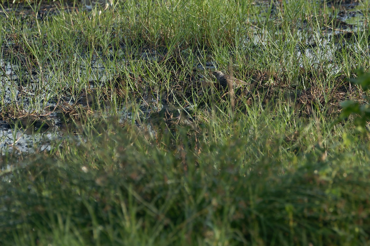 European Starling - kasun Gonagala