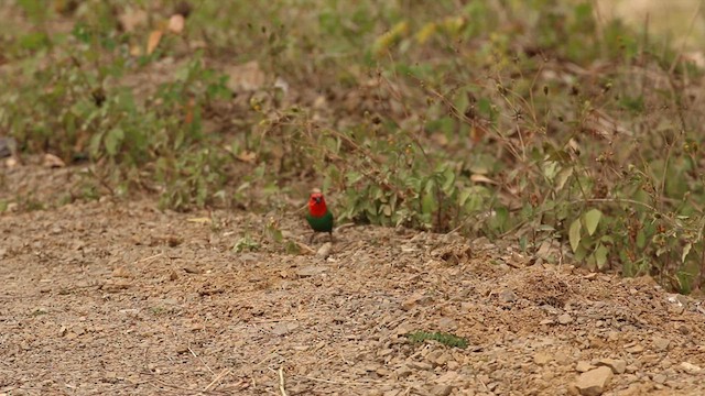 Red-throated Parrotfinch - ML612372724