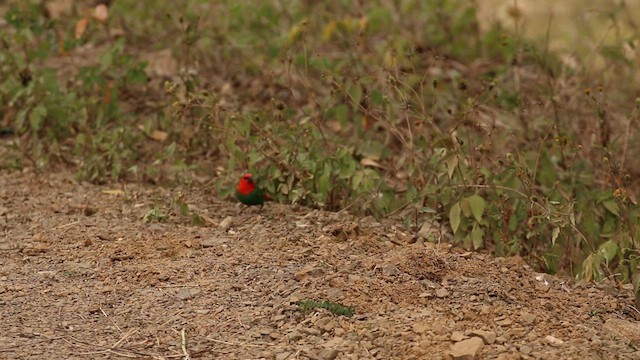 Red-throated Parrotfinch - ML612372725