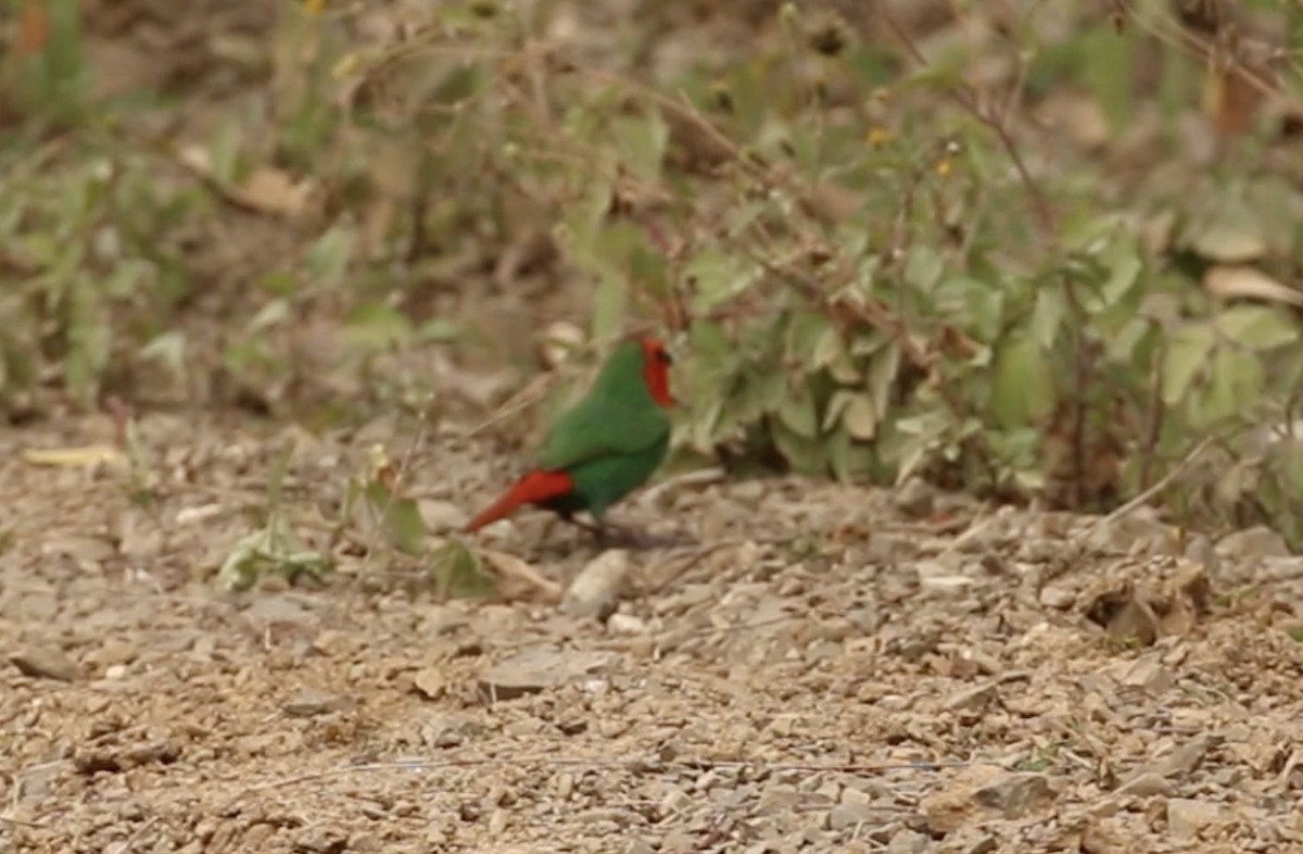 Red-throated Parrotfinch - ML612372730