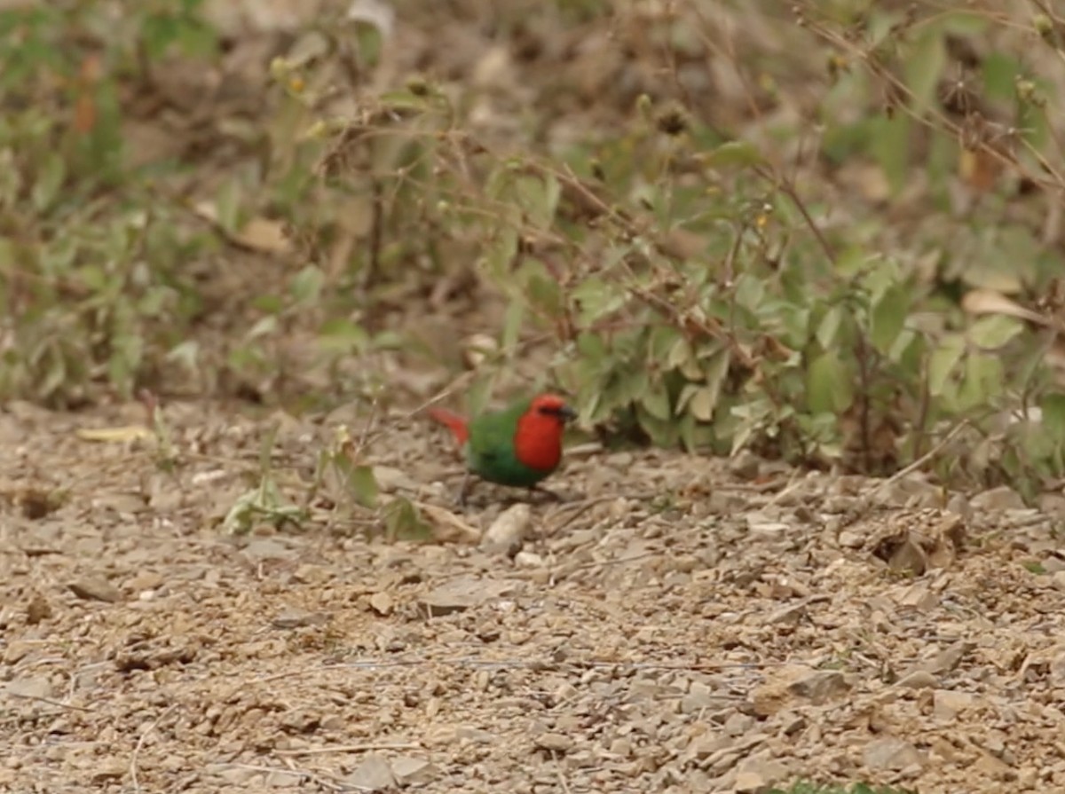 Red-throated Parrotfinch - ML612372731