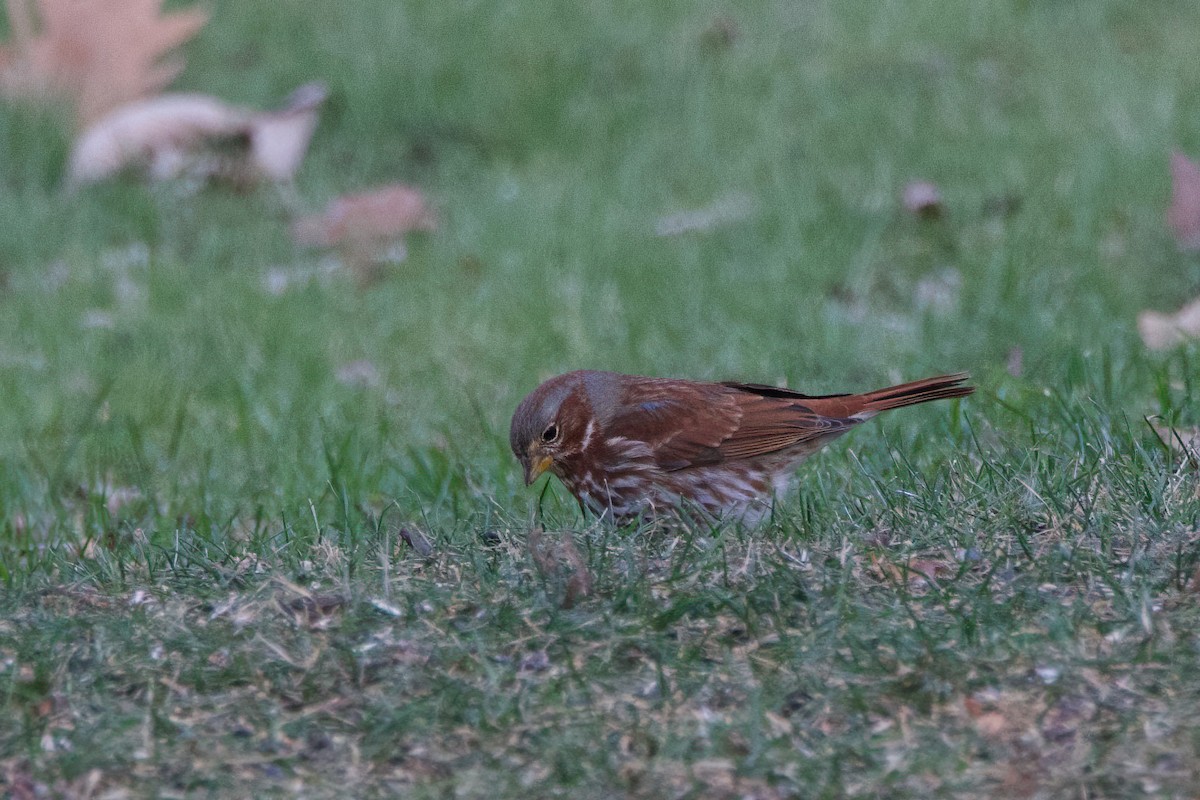 Fox Sparrow (Red) - ML612373034