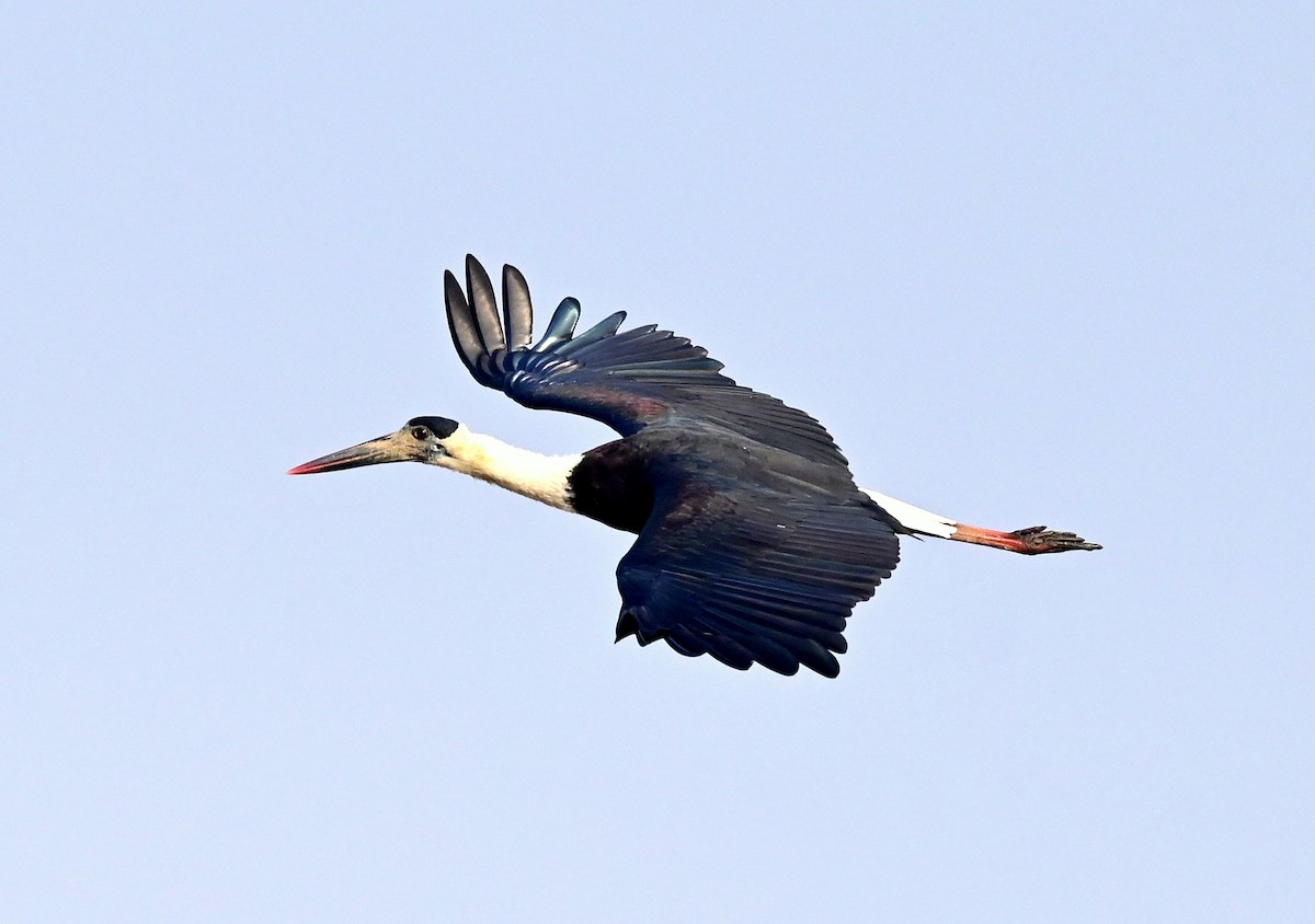 Asian Woolly-necked Stork - ML612373281