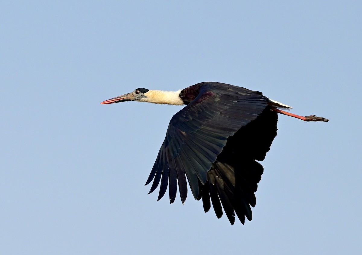 Asian Woolly-necked Stork - ML612373282