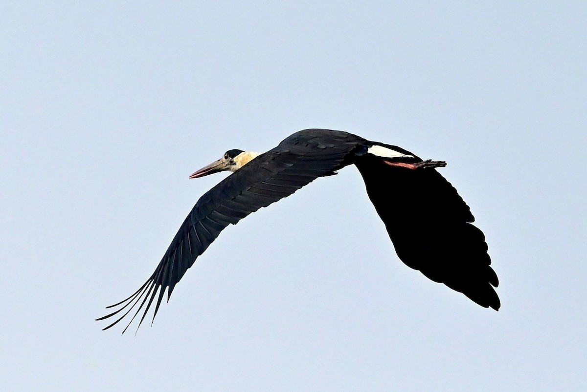 Asian Woolly-necked Stork - ML612373283