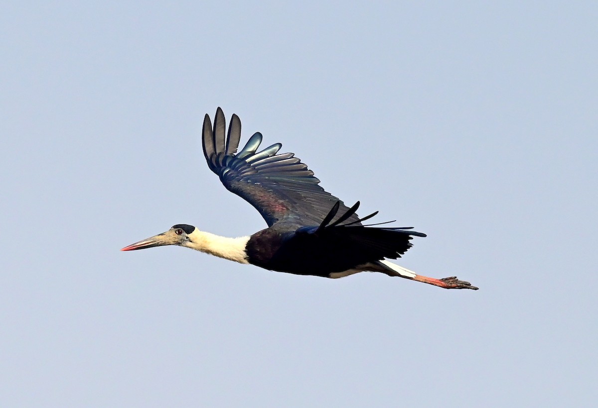 Asian Woolly-necked Stork - ML612373284