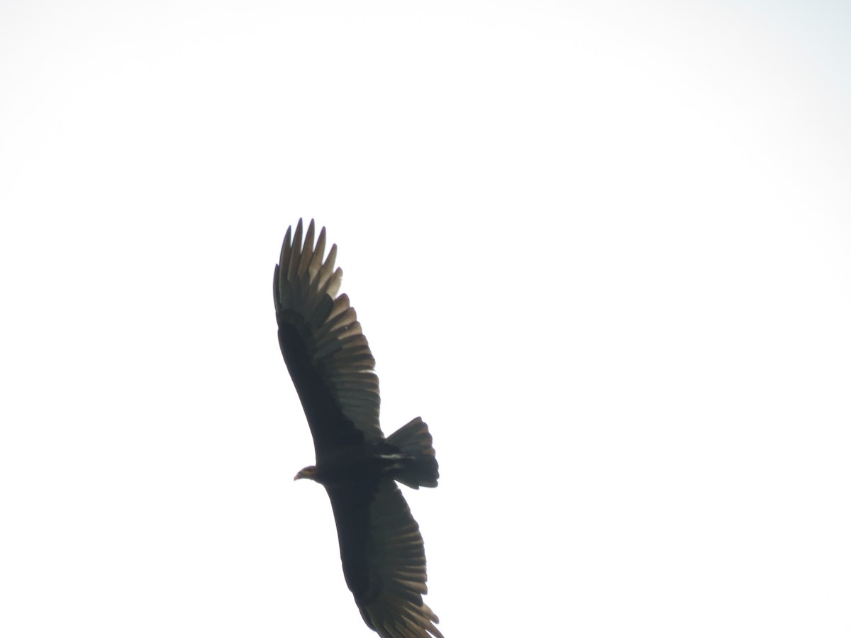 Lesser Yellow-headed Vulture - ML612373340