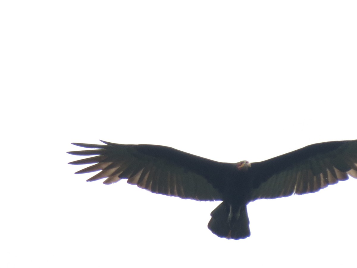 Lesser Yellow-headed Vulture - ML612373341