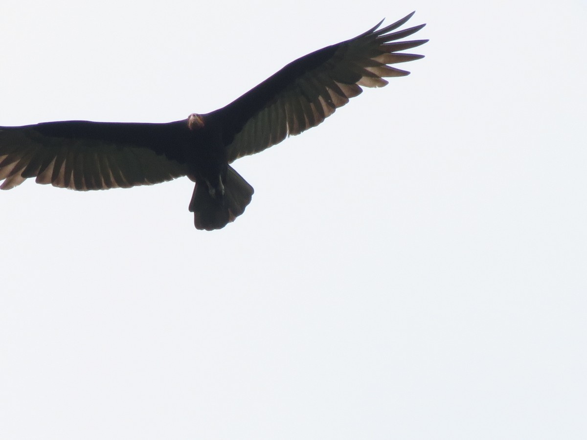 Lesser Yellow-headed Vulture - ML612373343