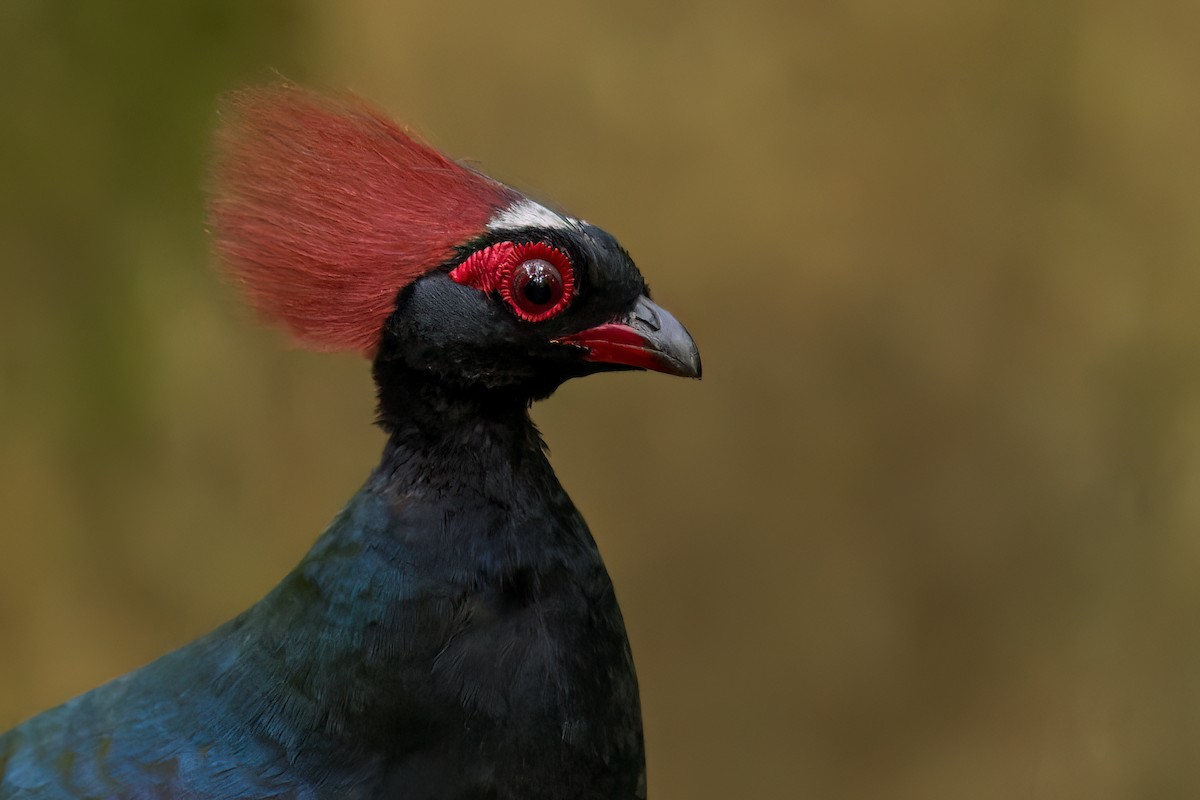 Crested Partridge - ML612373350