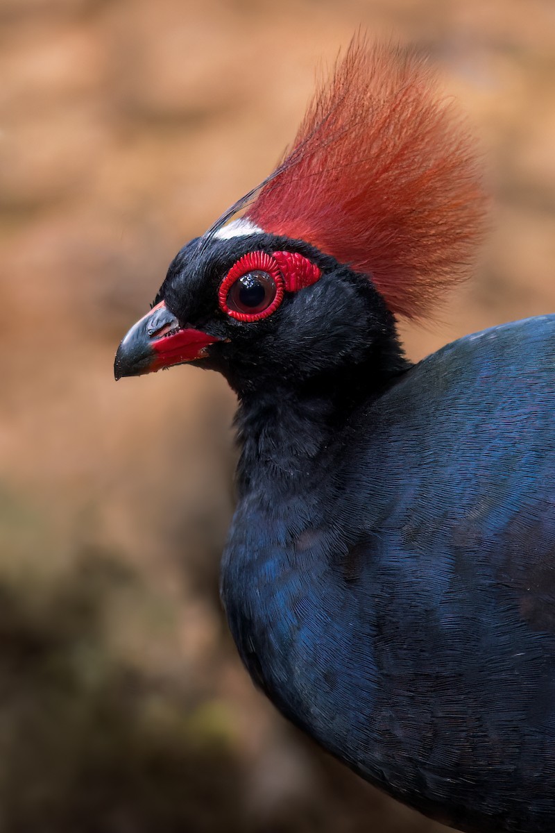 Crested Partridge - ML612373378