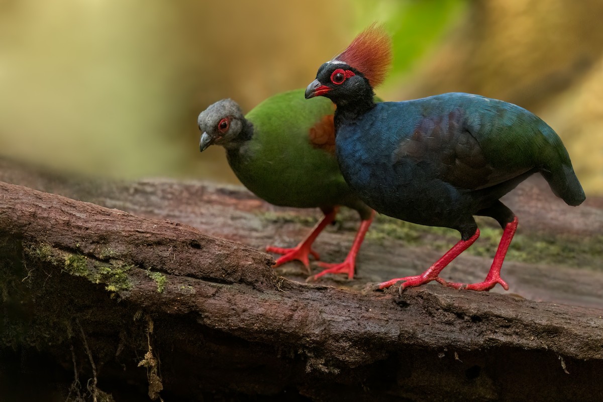 Crested Partridge - ML612373465