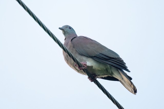 Pale-vented Pigeon