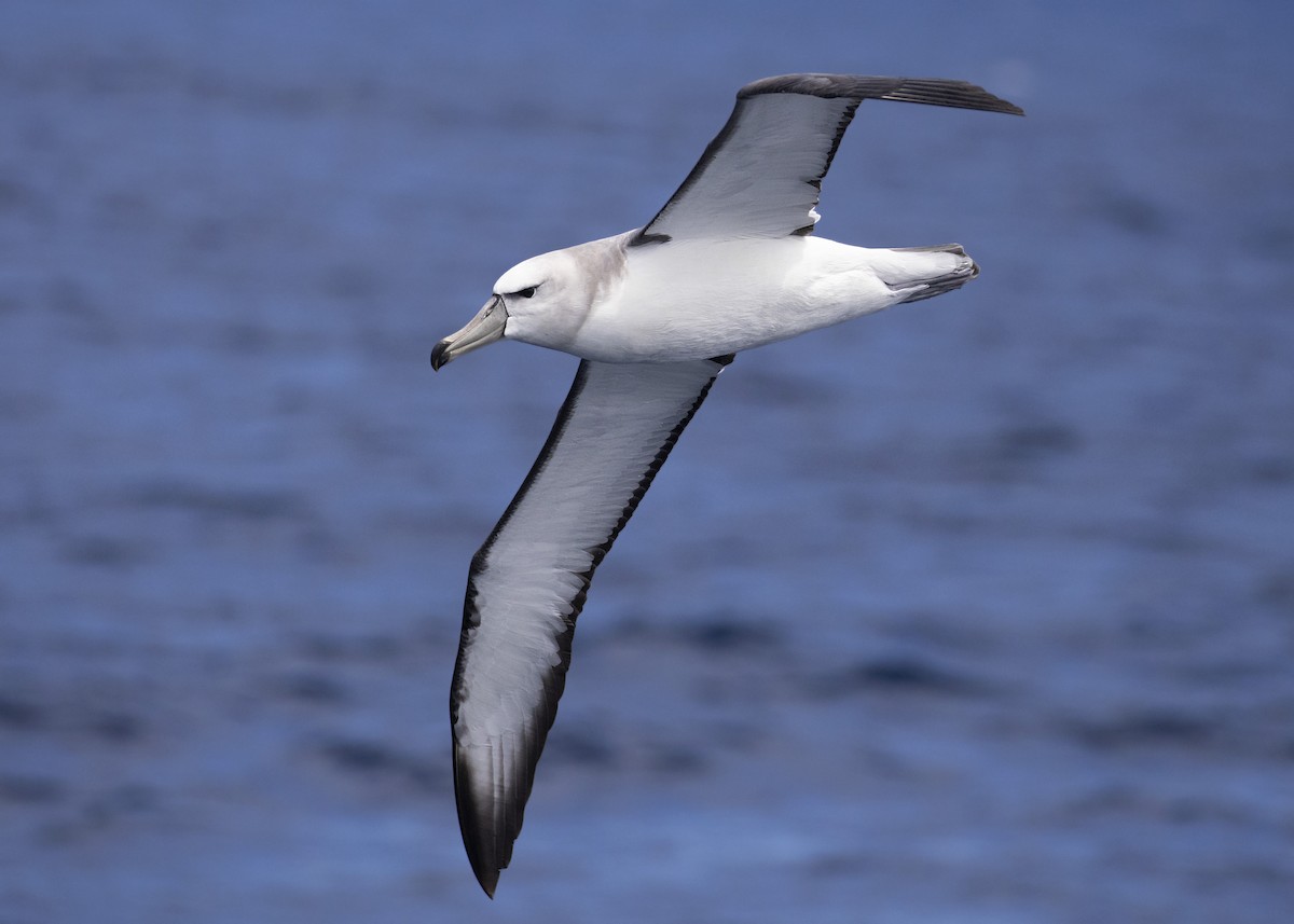 Albatros à cape blanche - ML612374006