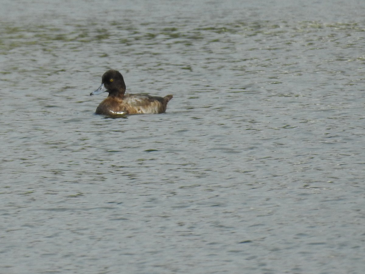 Ebird Checklist - 17 Dec 2023 - 1760 S Mccall Rd, Englewood Us-fl 26. 