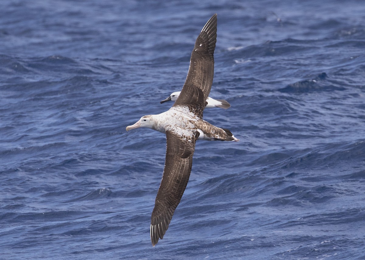 Snowy Albatross - Daniel Mantle