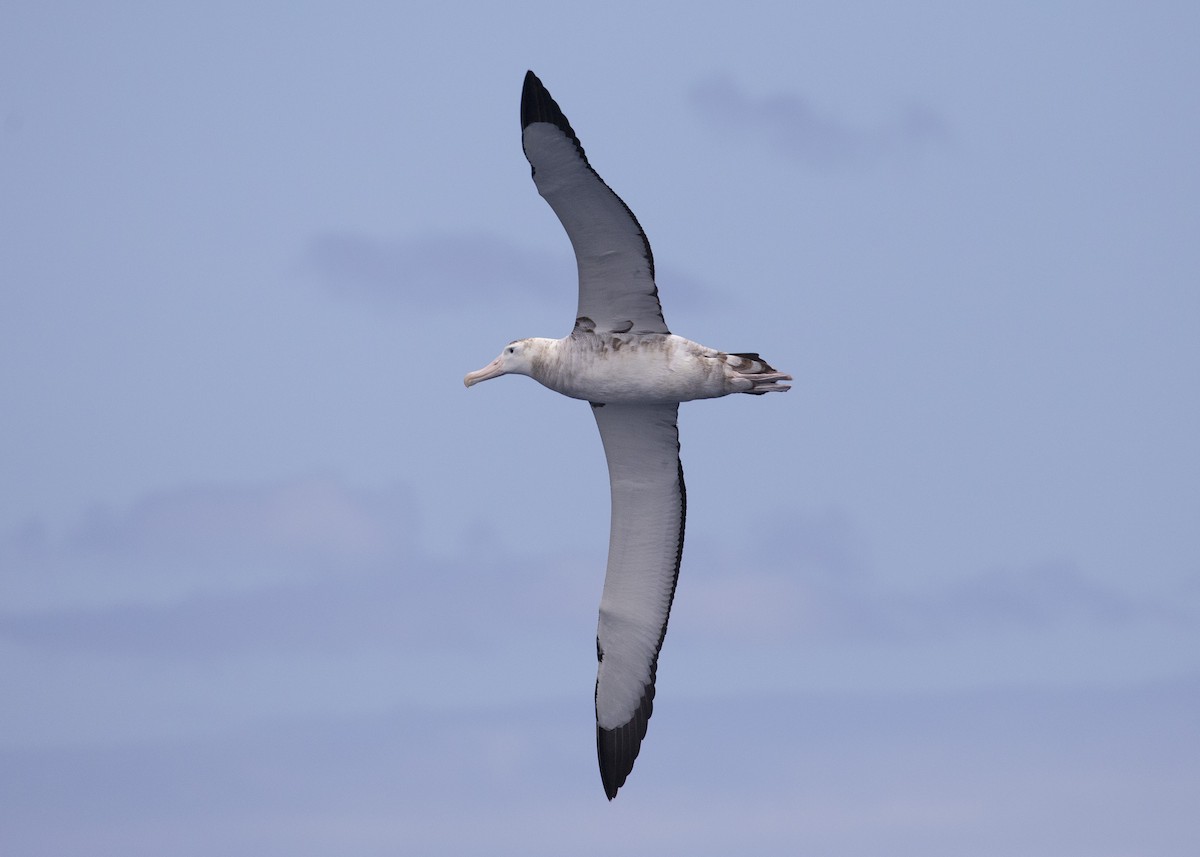 Snowy Albatross - Daniel Mantle