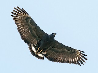 [定休日以外毎日出荷中] オグロカンムリノスリ - eBird タペストリー