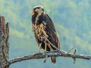 オグロカンムリノスリ - eBird