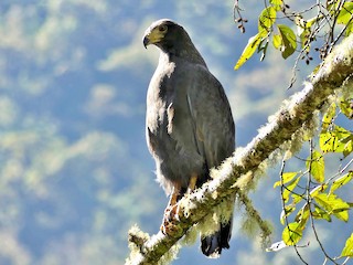 【イボンヌ【断舎利】プロフ見て】1gen_タンドラ　EAGLE EYES イボンヌ【断舎利】プロフ見て】1gen_タンドラ EAGLE EYES