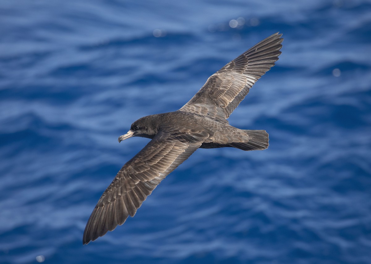 Flesh-footed Shearwater - ML612374177