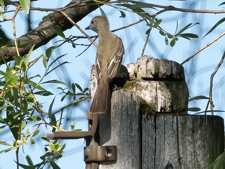 eBird Checklist 21 Jun 2023 Boisé SteDorothée 13 species