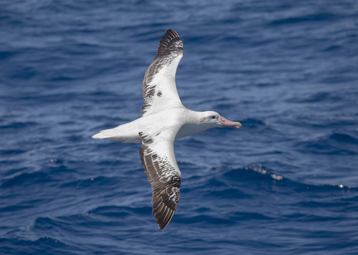 albatros stěhovavý - ML612374224
