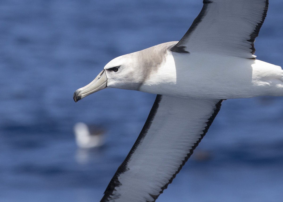 White-capped Albatross - ML612374241