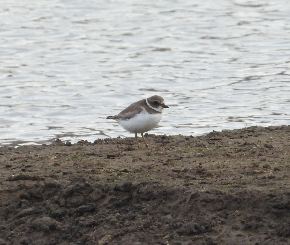 Semipalmated Plover - ML612374244
