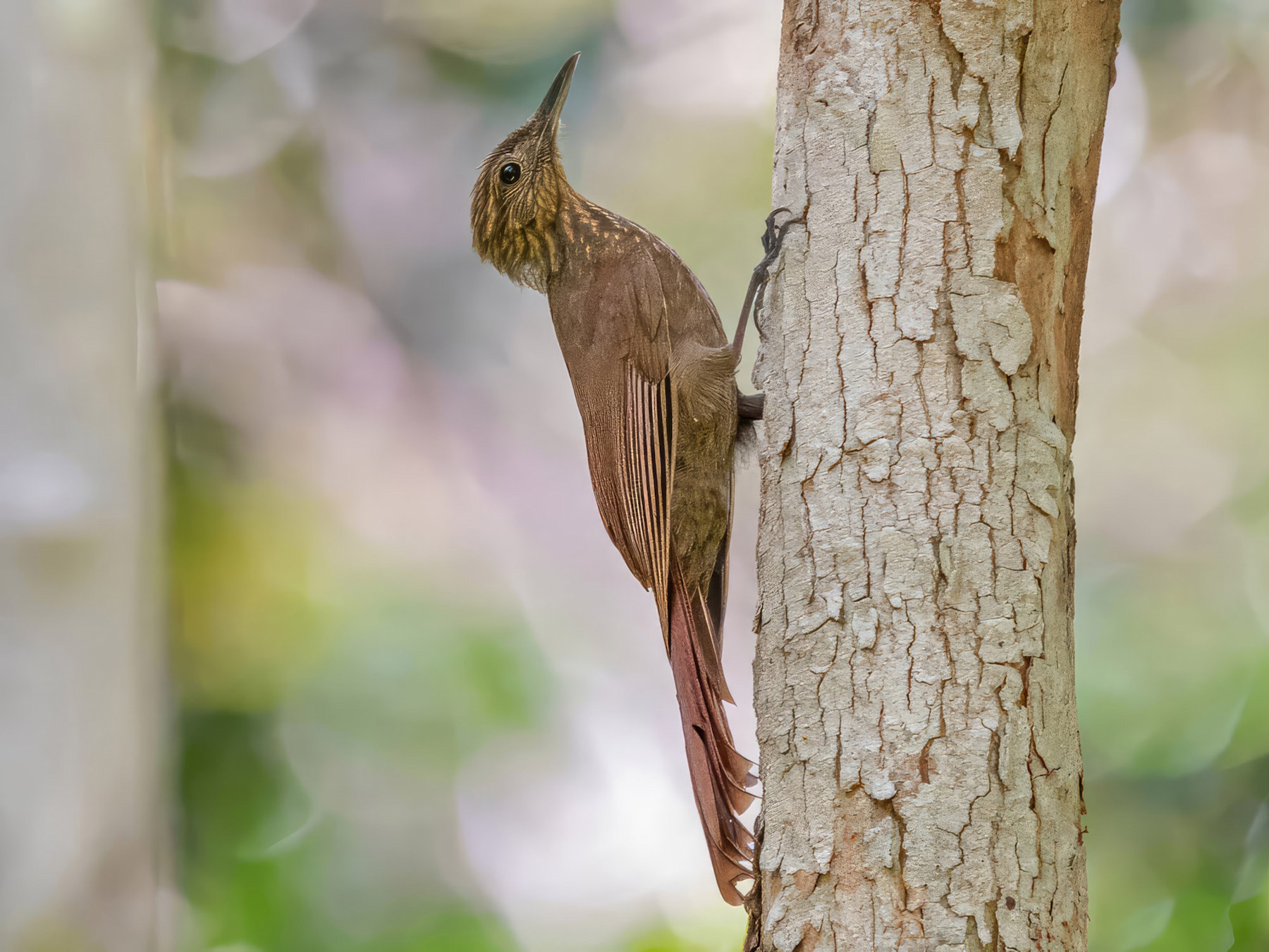 Long-tailed Woodcreeper - Nailson Júnior