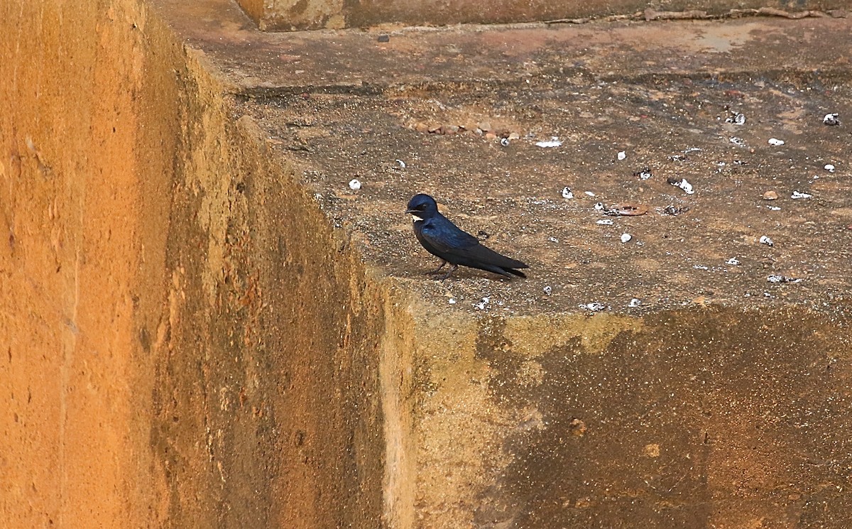 White-throated Blue Swallow - ML612374714