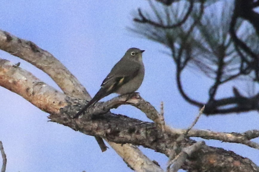 Townsend's Solitaire - ML612374748