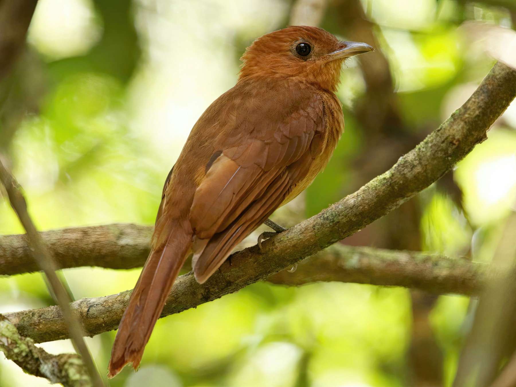 Pía Guardabosques - eBird