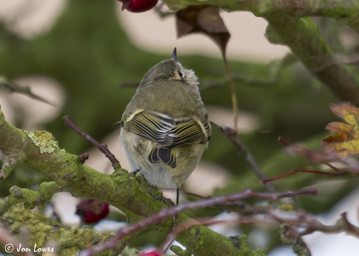 Hume's Warbler - ML612374813