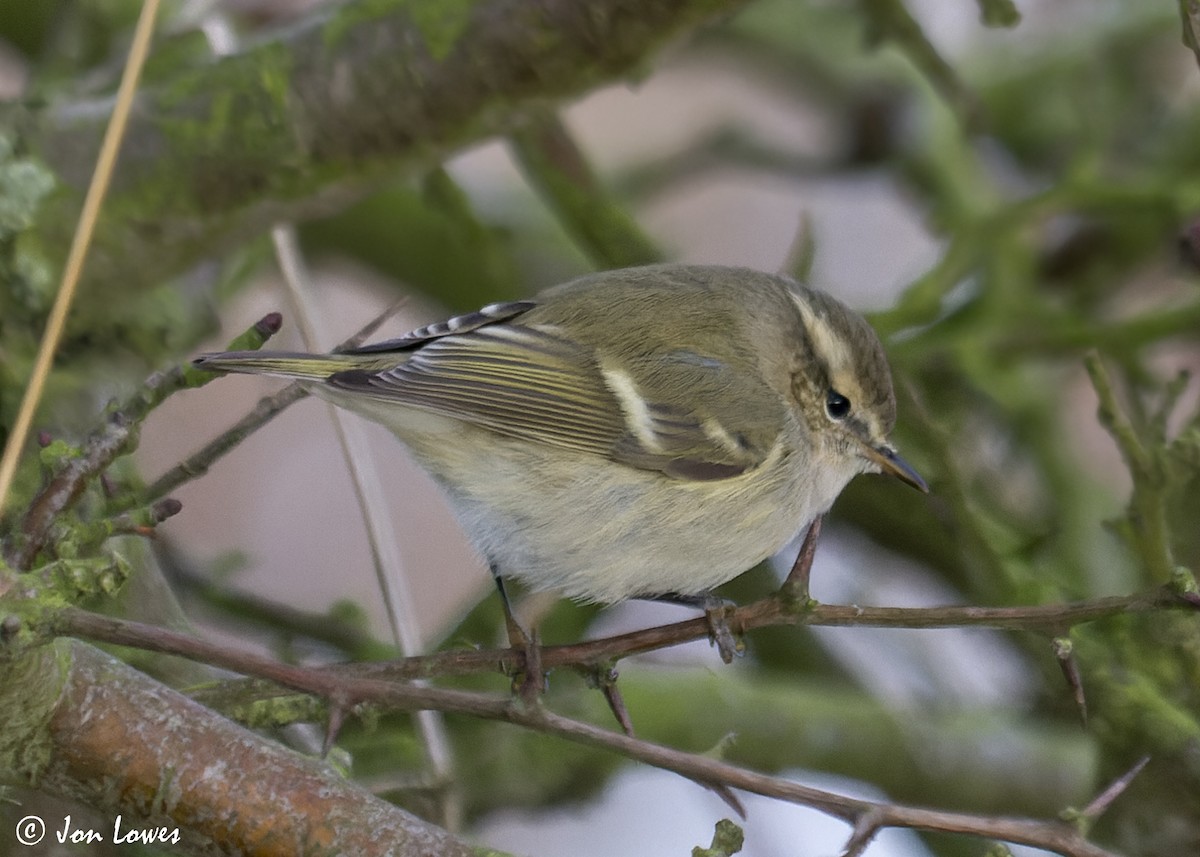 Hume's Warbler - ML612374814
