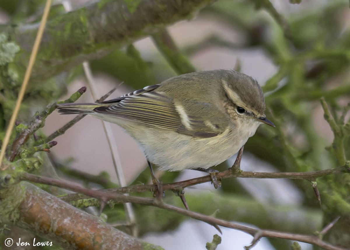 Hume's Warbler - ML612374815
