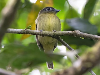  - Gray-headed Piprites