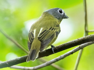  - Gray-headed Piprites