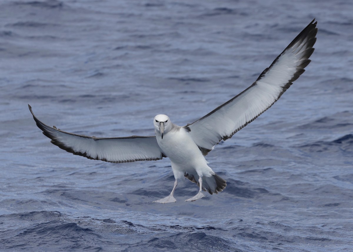 White-capped Albatross - ML612374987