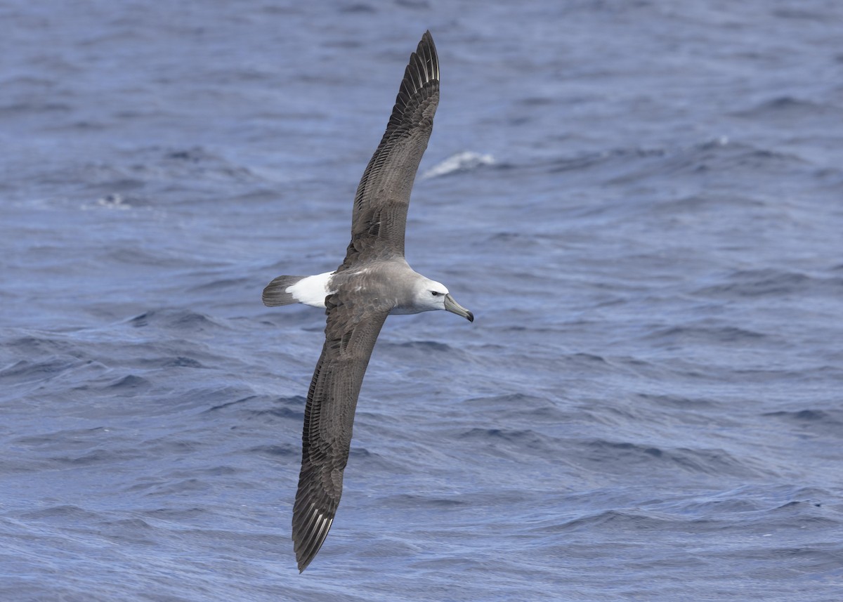 White-capped Albatross - ML612375013