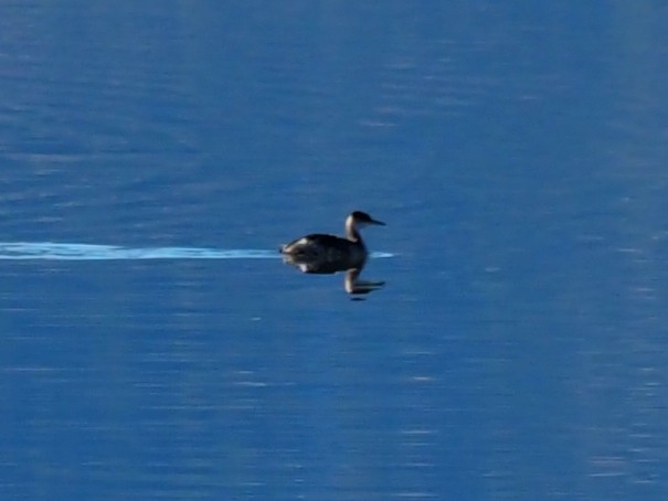 Red-necked Grebe - ML612375509