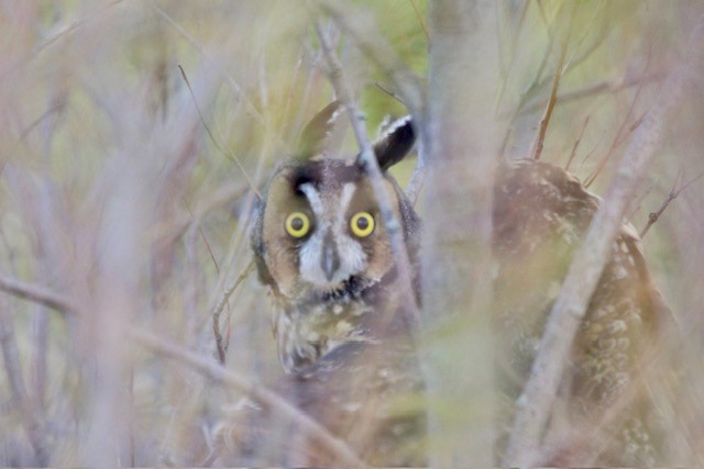 Long-eared Owl - ML612375913