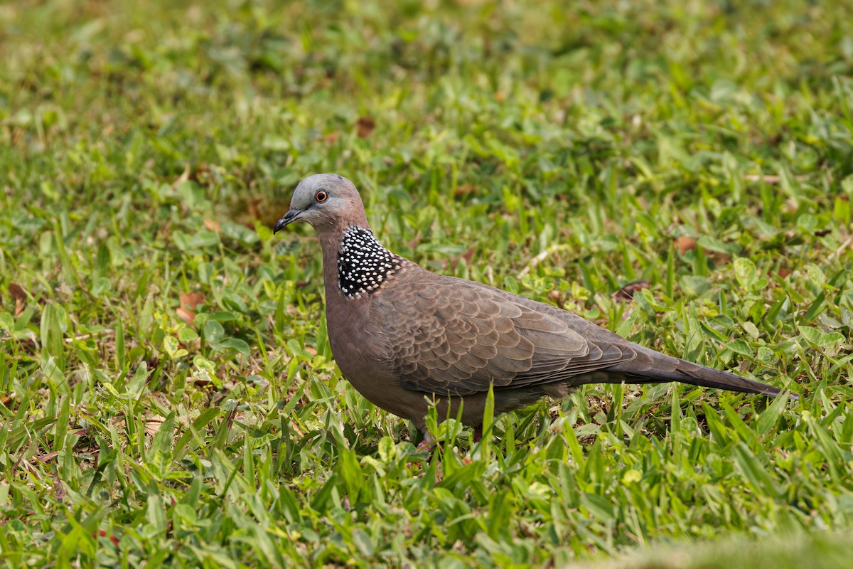 Spotted Dove - ML612376079