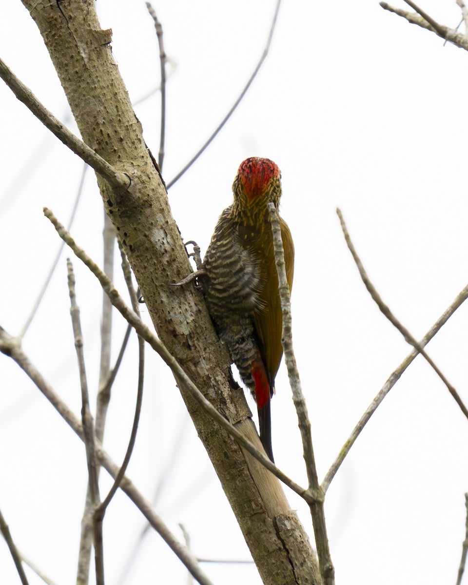 Red-rumped Woodpecker - ML612376174