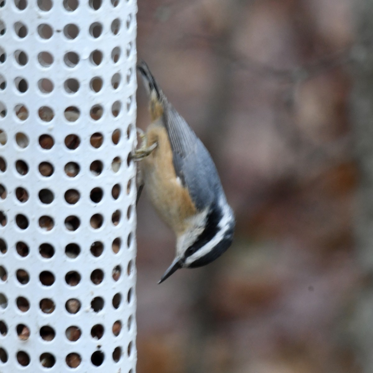 Red-breasted Nuthatch - ML612376238