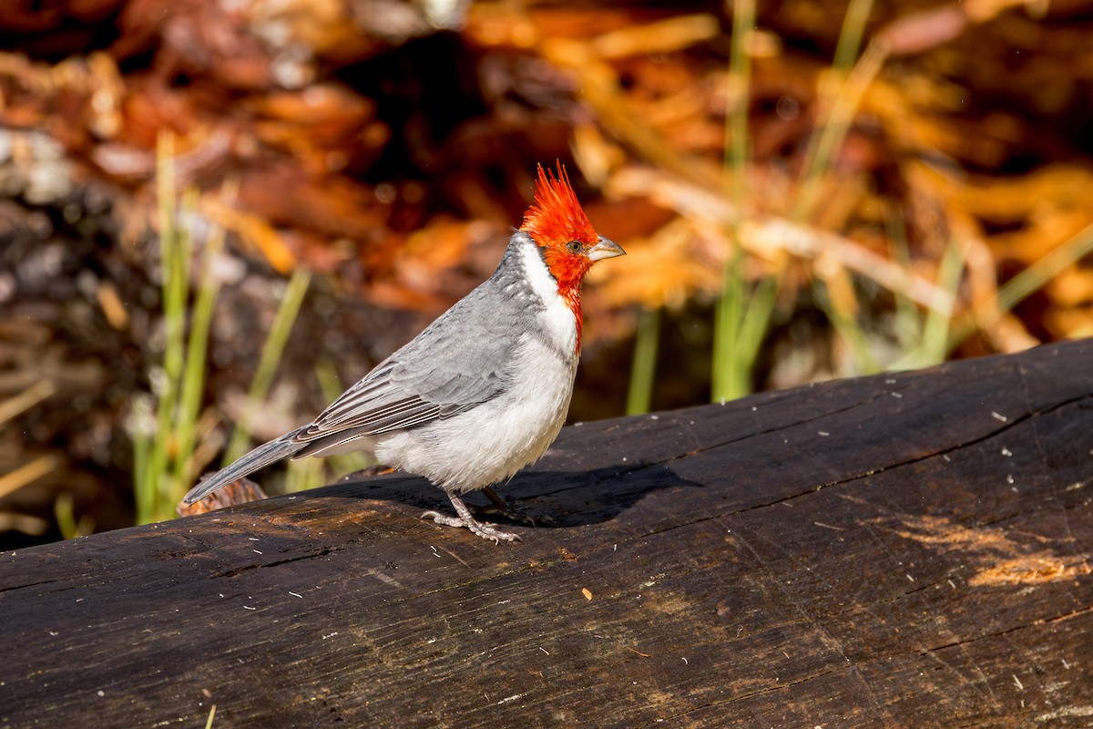 Red-crested Cardinal - ML612376311