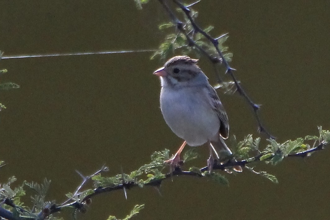 Clay-colored Sparrow - ML612376415