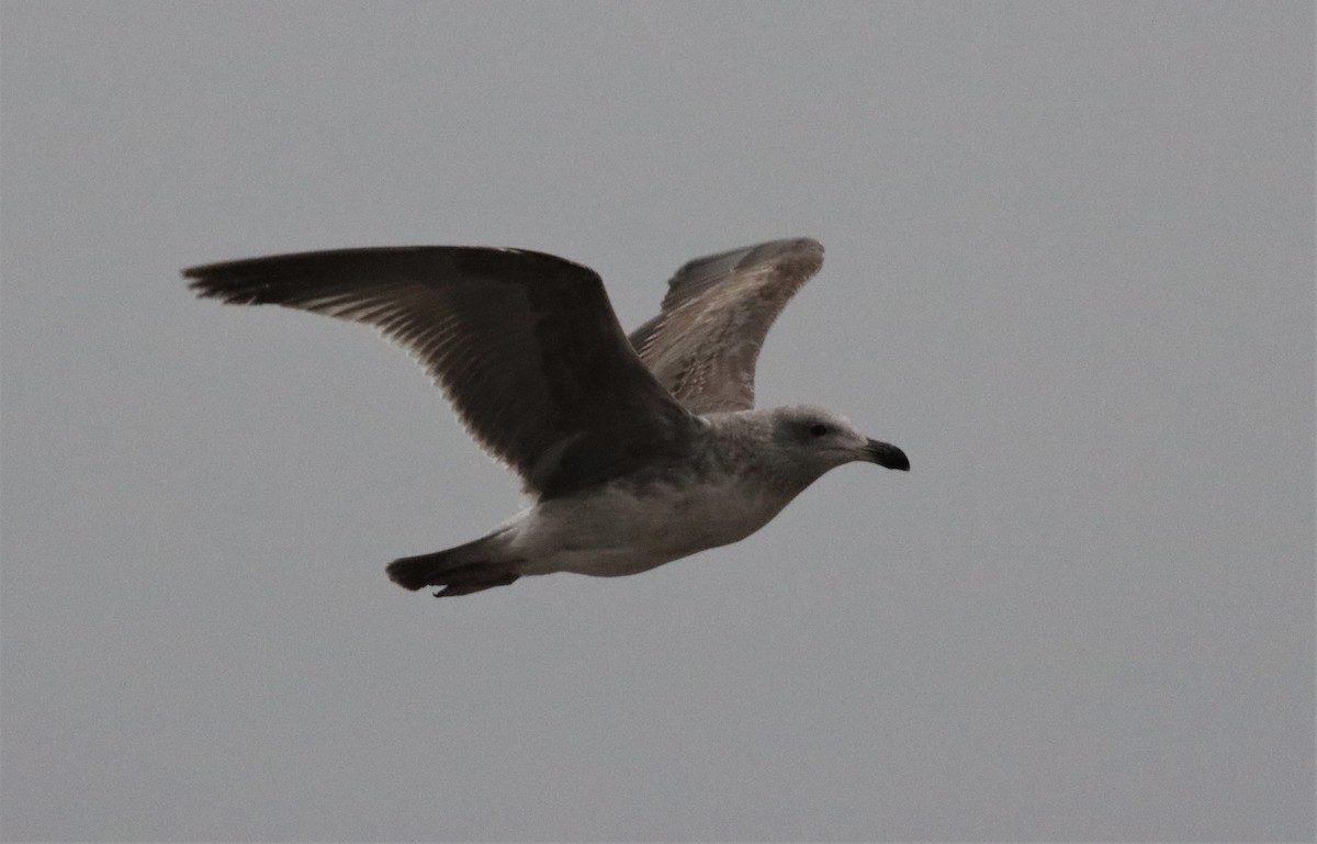 Yellow-footed Gull - ML612376447